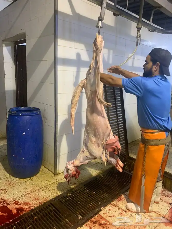 ذبايح طيبه مقفله لحم وشحم 8