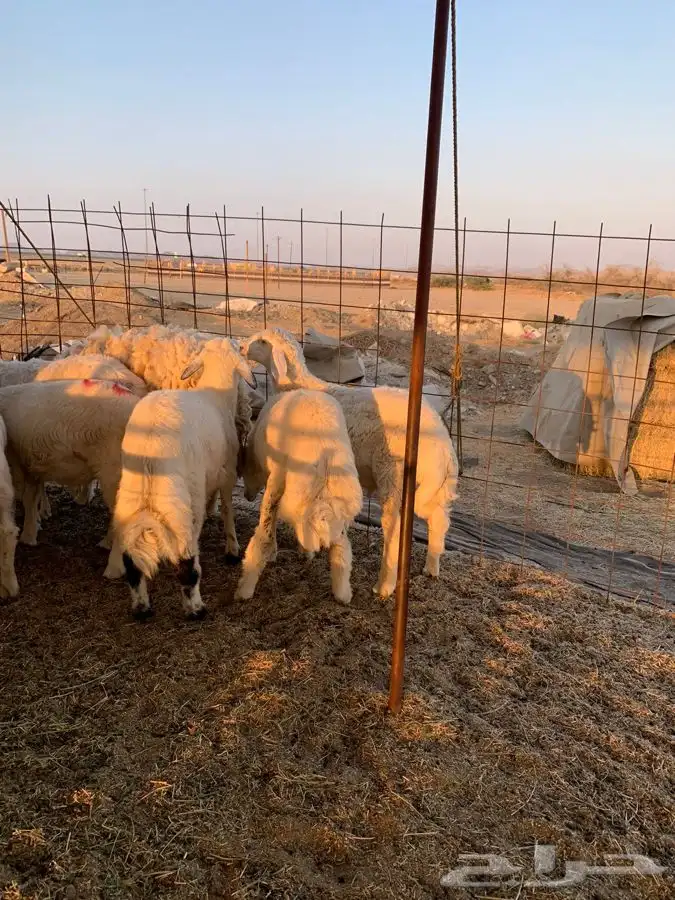ذبايح حري طليان حرية رخال حرية جدة طريق بريمان 2