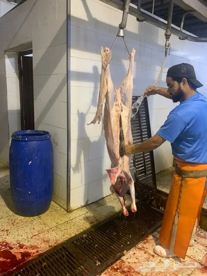ذبايح طيبه مقفله لحم وشحم 7