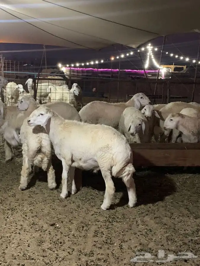 ذبايح حري طليان حرية رخال حرية جدة طريق بريمان 3