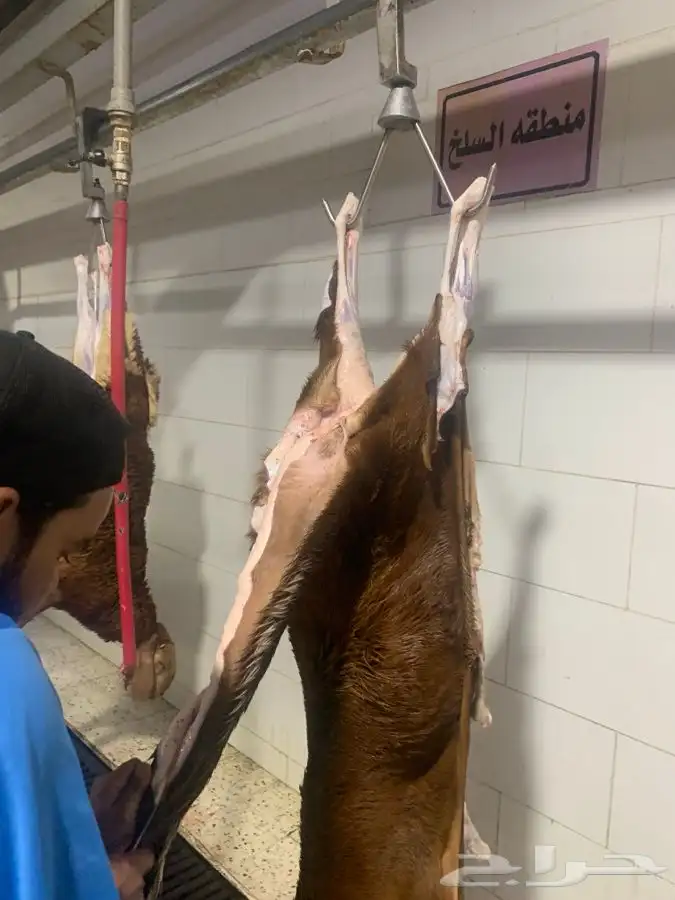 ذبايح طيبه مقفله لحم وشحم 9