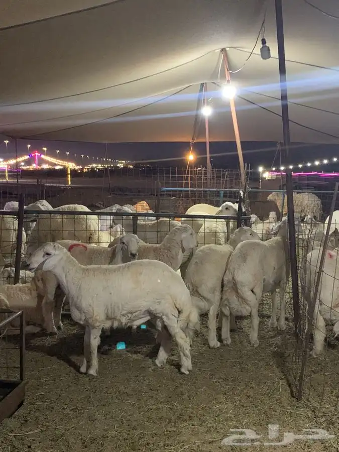 ذبايح حري طليان حرية رخال حرية جدة طريق بريمان 4