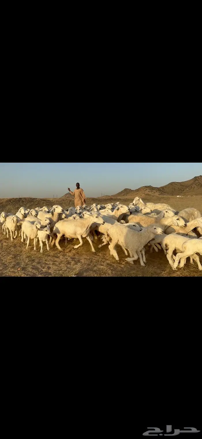 غنم خلفات طيبه 0