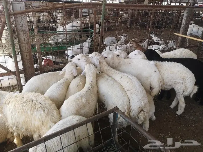 طليان حري مع خدمة الذبح والتوصيل 7