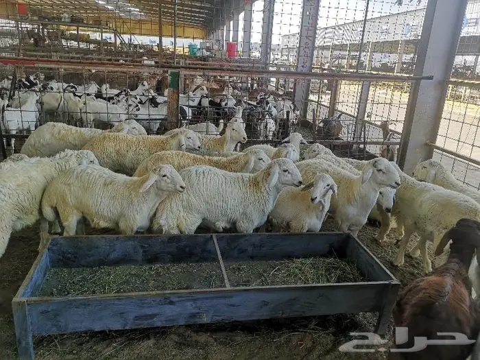 طليان حري مع خدمة الذبح والتوصيل 1