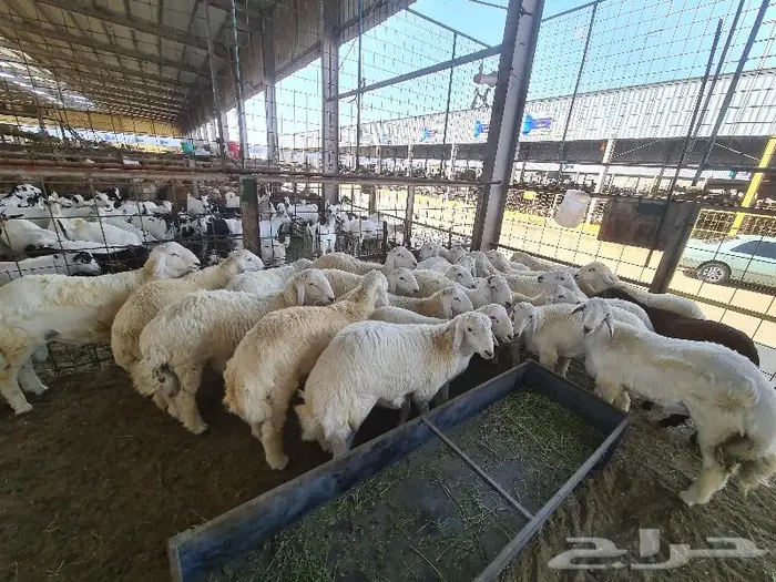 طليان حري مع خدمة الذبح والتوصيل 2