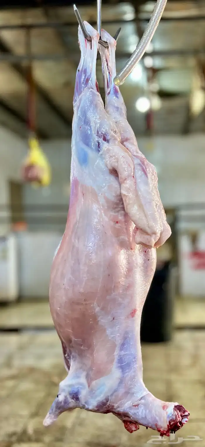 سواكن حمري شرط مرباه خمس شهور وعليها فل شحم ماشالله 6