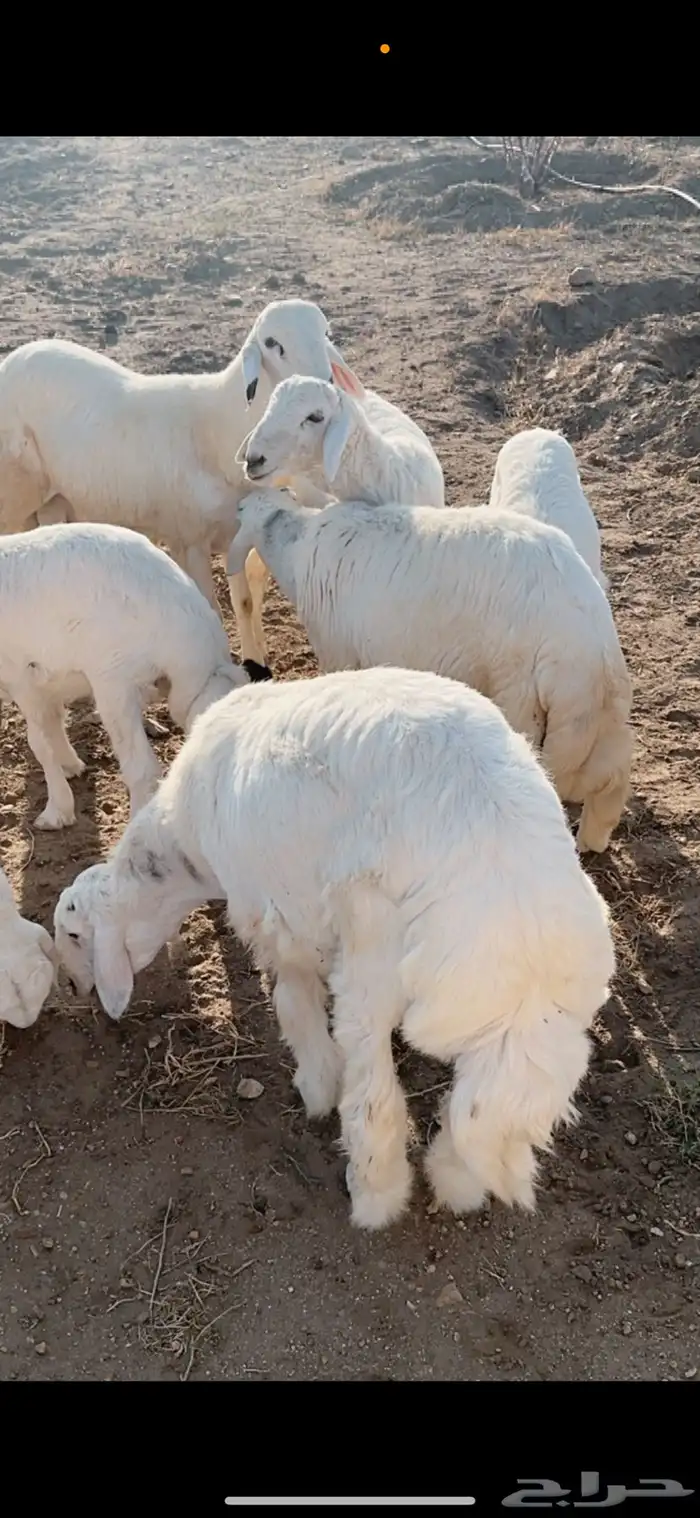 خرفان ذبايح و ثلاجه و مناسبات ومبادي 0