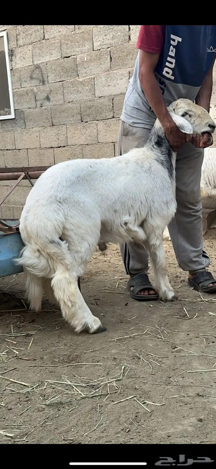 خرفان ذبايح و ثلاجه و مناسبات ومبادي 4