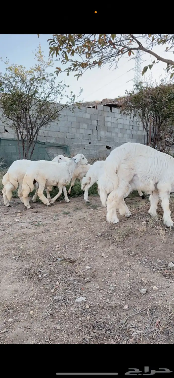 خرفان ذبايح و ثلاجه و مناسبات ومبادي 1
