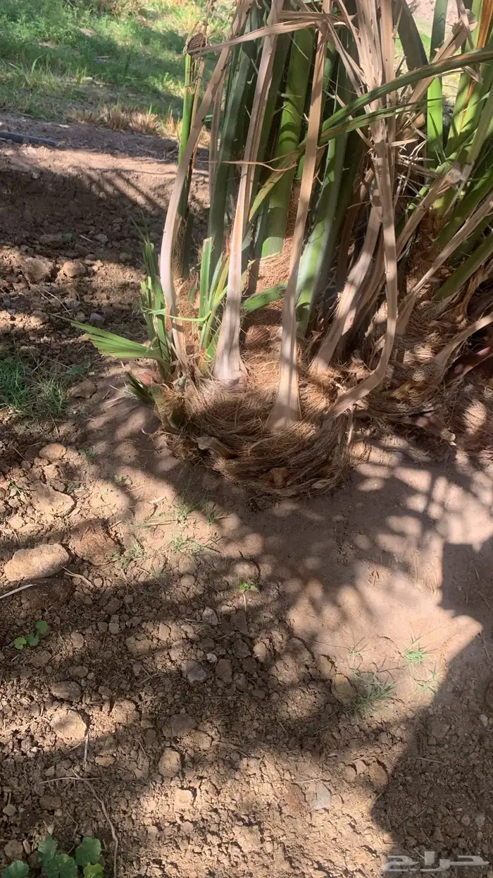صنو عجوى العاليه. الحبه الفاخره. في المليليح 2