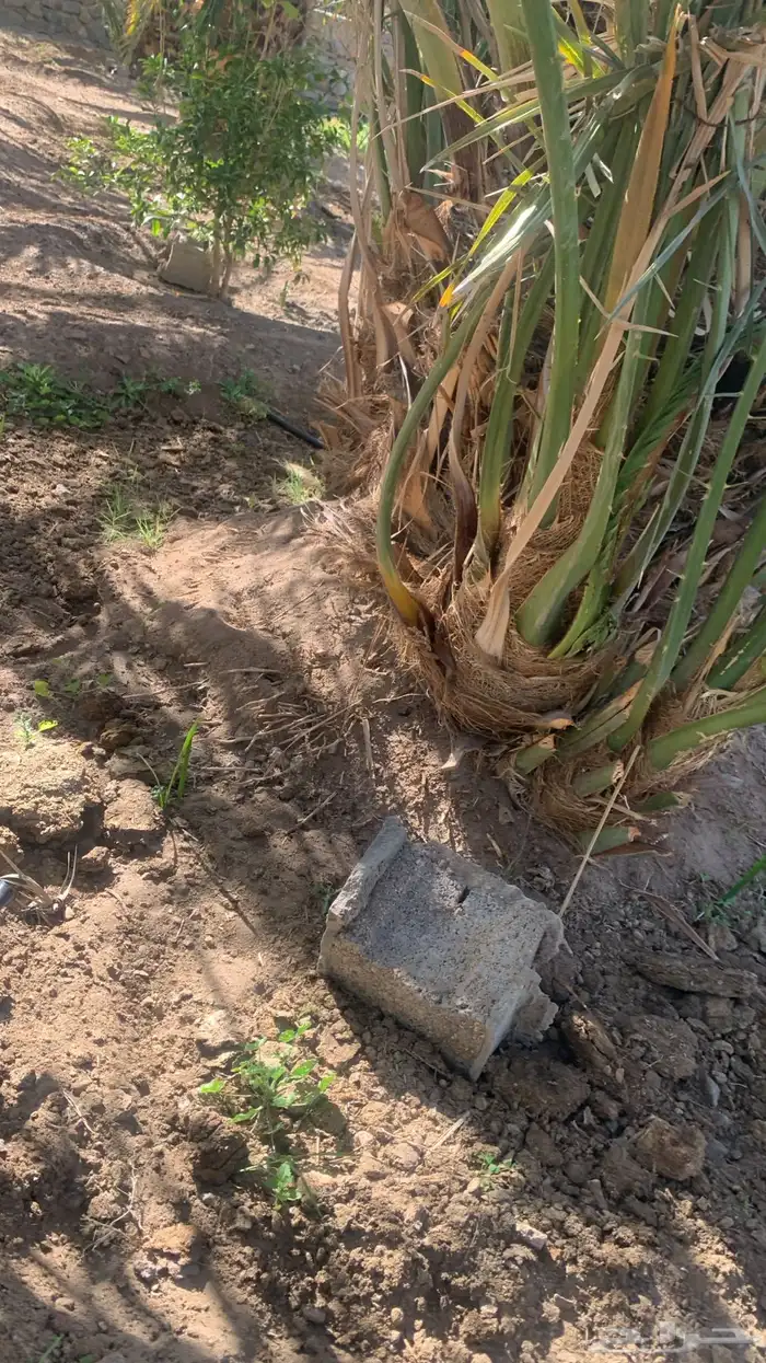 صنو عجوى العاليه. الحبه الفاخره. في المليليح 1