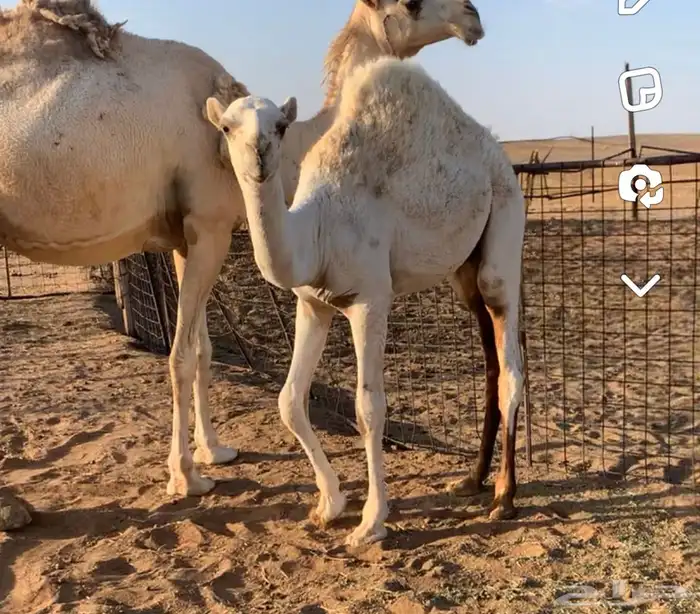 حاشي بالربع وبالكيلو وخرفان وتيوس للحجز واتس 0
