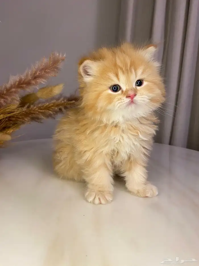 قطط سكوتش فولد للبيع 3