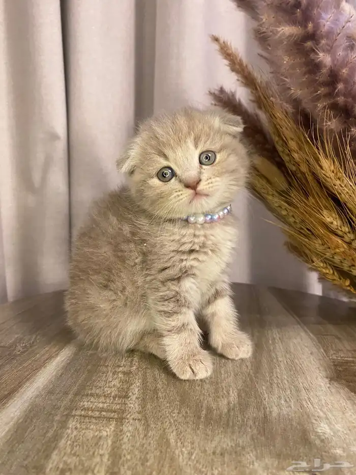 قطط سكوتش فولد للبيع 0