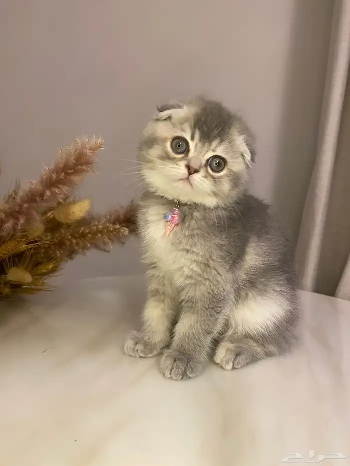 قطط سكوتش فولد للبيع 1