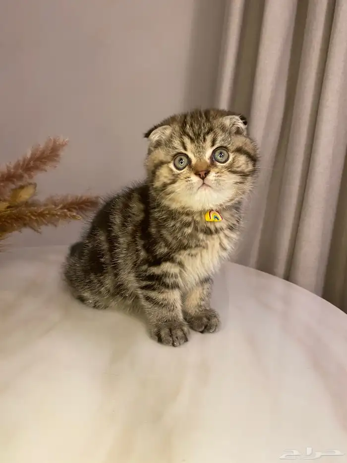 قطط سكوتش فولد للبيع 2