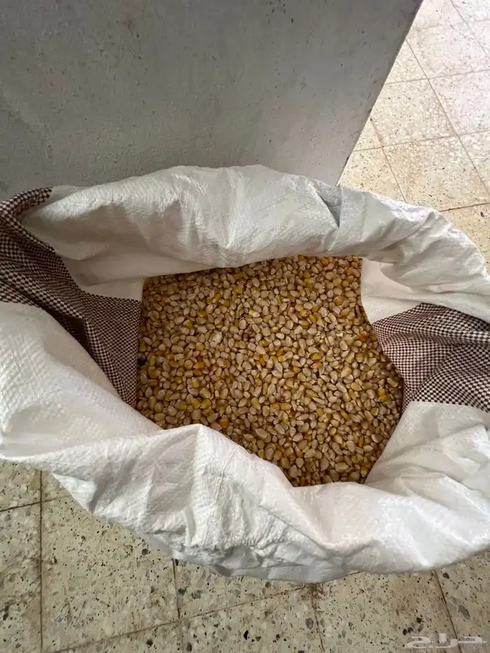 ذرة ( حبش ) حب حاج للبيع في الباحة بيدة 2