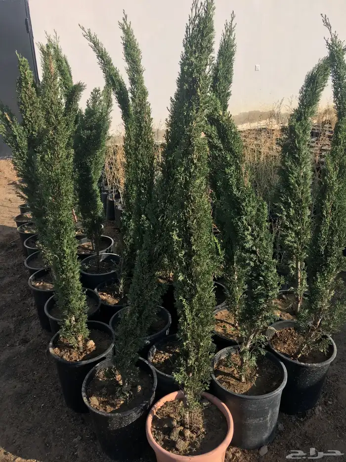 شتلات زينة والضل ارتفاع 3 أمتار 8