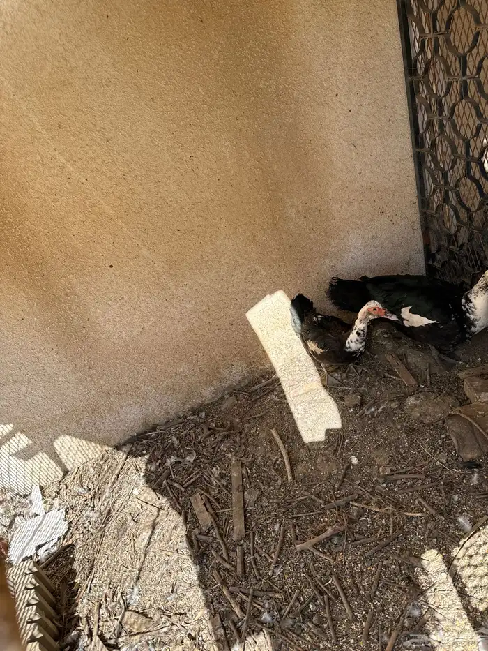 بطة بلدي للبيع ذكر وانثي 0