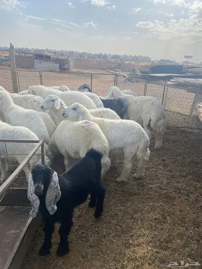 تيوس وحري تفريد سمان وطيبه 1