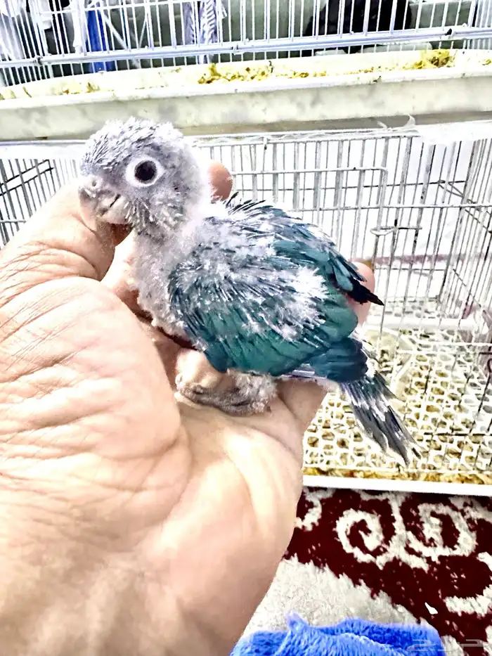فرخ كنيور تركواز غر مستوى بطل تم البيع 3