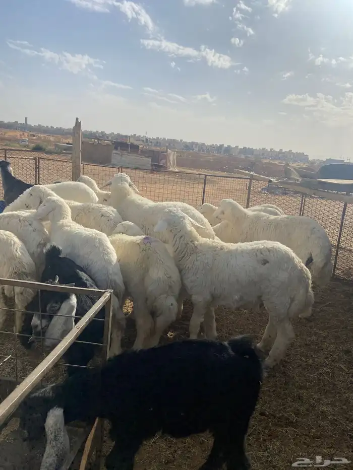 تيوس وحري تفريد سمان وطيبه 2