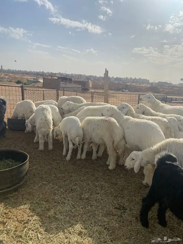 تيوس وحري تفريد سمان وطيبه 3