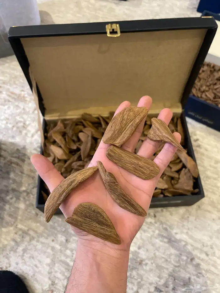 مروكي طبيعي محسن جوده عاليه.. زواجات مناسبات 1