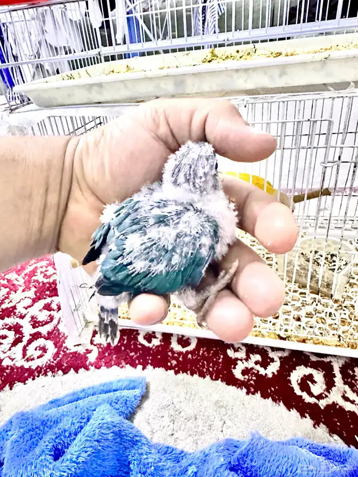 فرخ كنيور تركواز غر مستوى بطل تم البيع 2