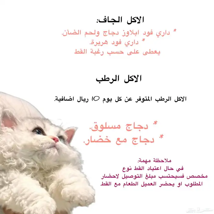 فندقة قطط وعمليات تعقيم وتطعيم القطط. 2