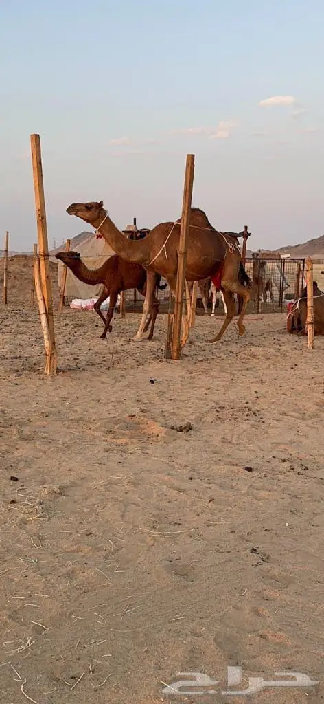 ناقه خلفه ساحليه حمراء كفو حلابه طيبه 1