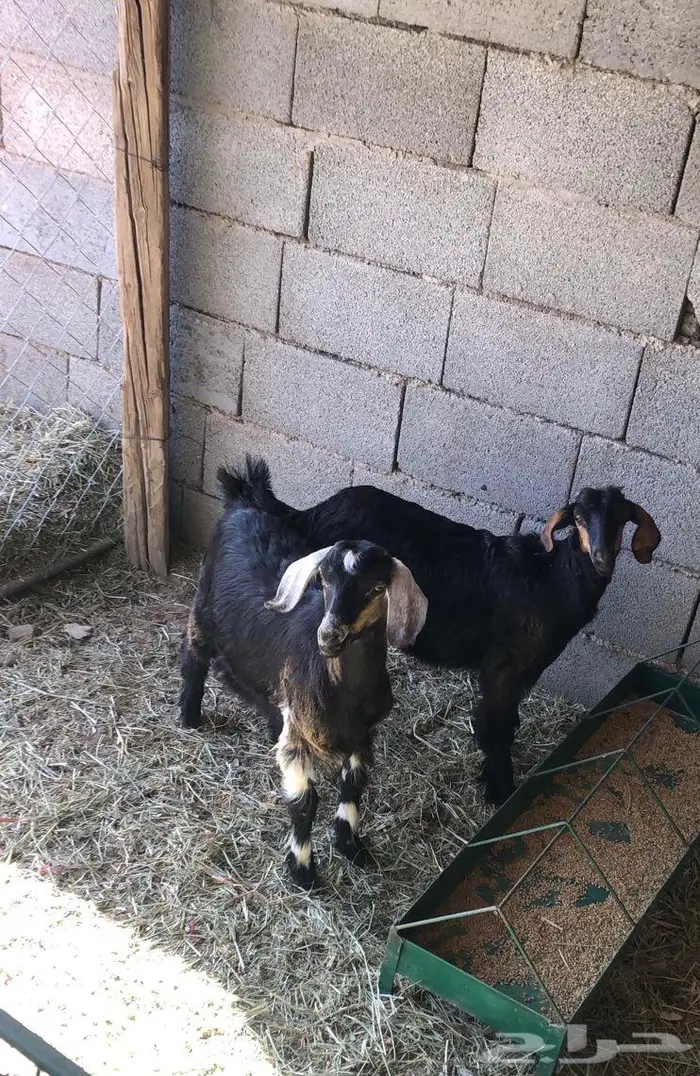 ذبايح للبيع مع الذبح والتوصيل 8