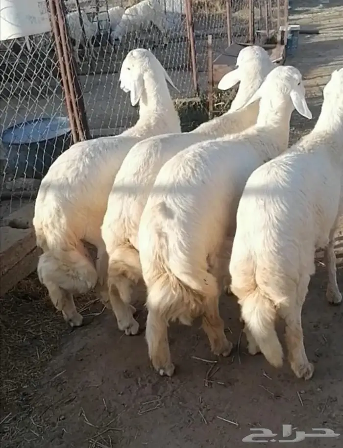 ذبايح للبيع مع الذبح والتوصيل 5