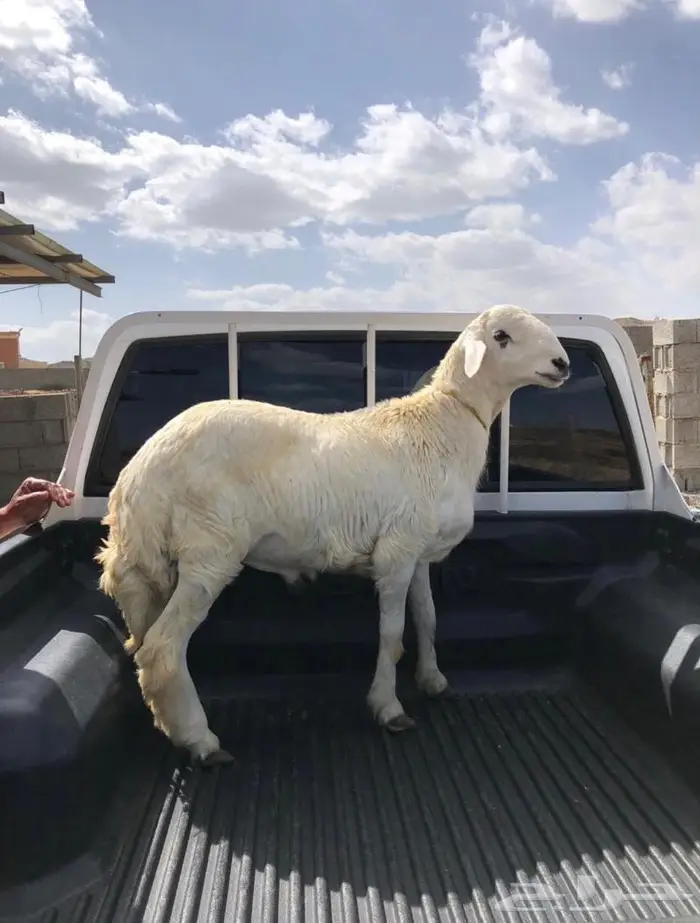 ذبايح للبيع مع الذبح والتوصيل 4