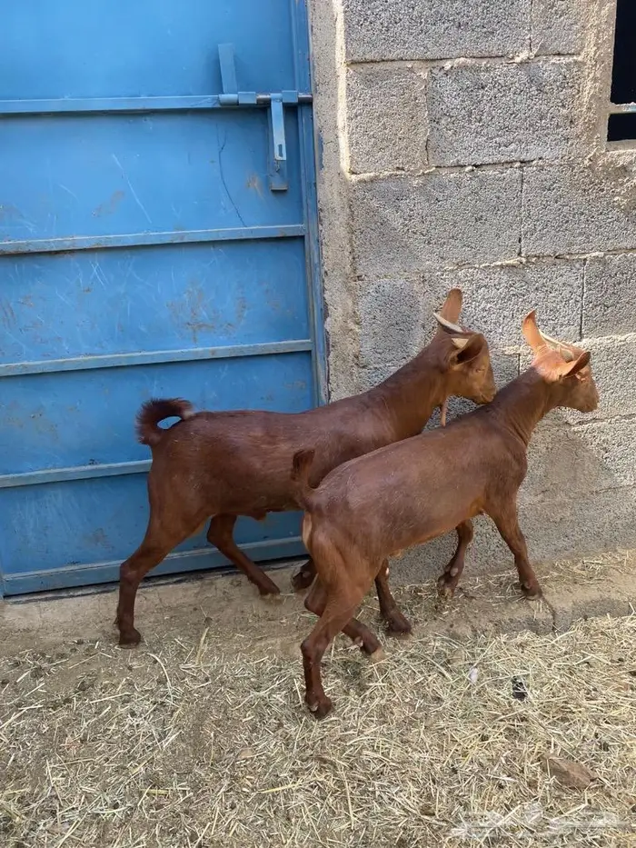 ذبايح للبيع مع الذبح والتوصيل 9