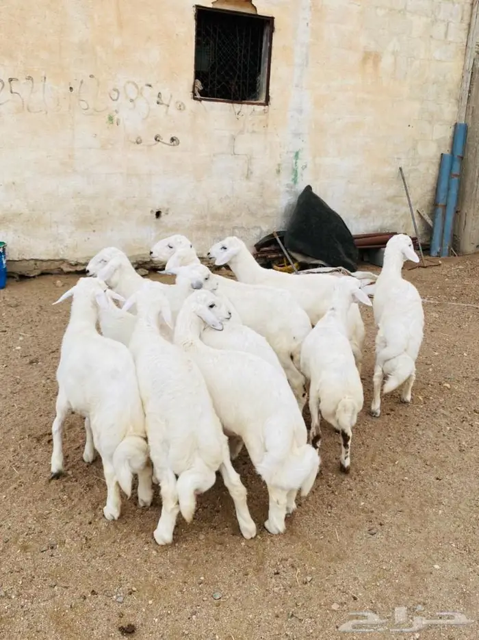 ذبايح للبيع مع الذبح والتوصيل 6