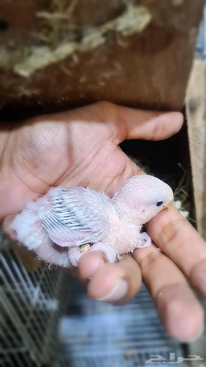 زوج دره وفروخ روز وفيشر أزرق 3