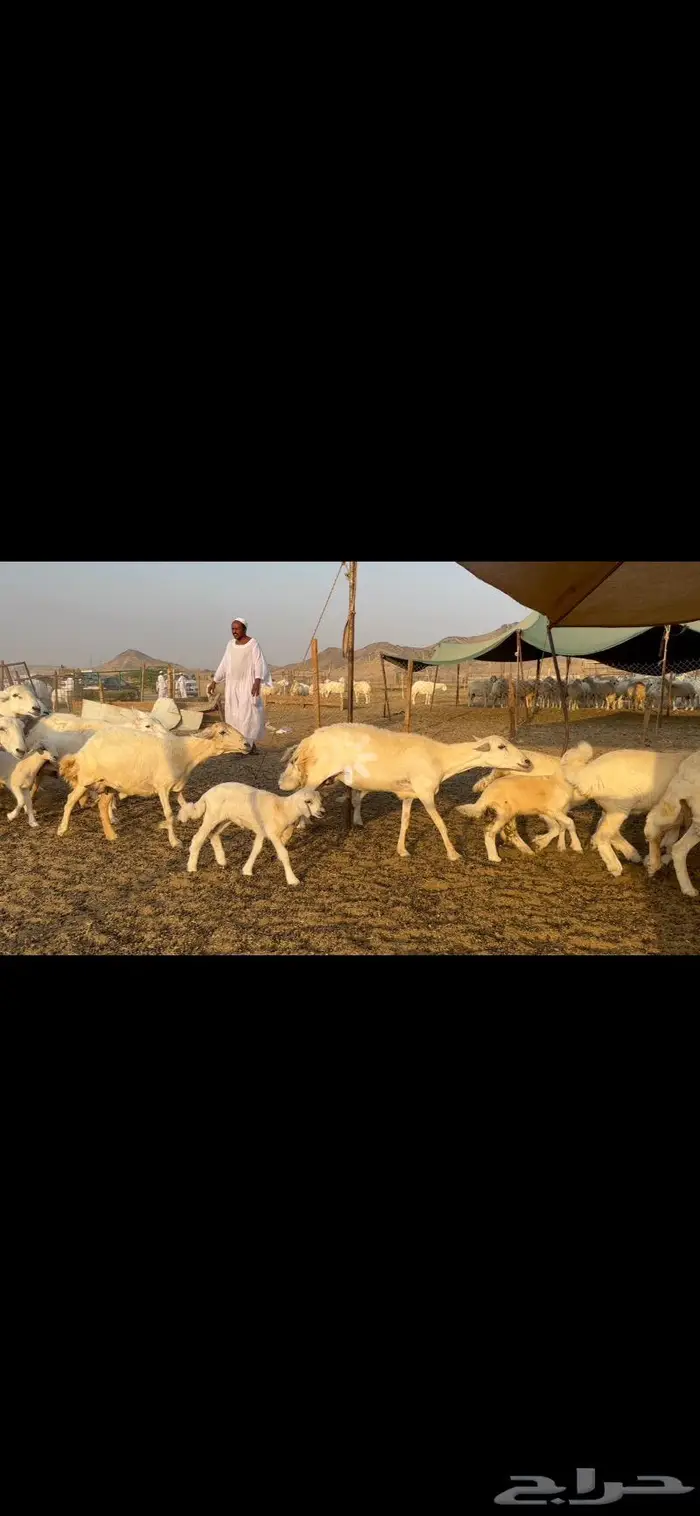غنم حرش خلفات 0