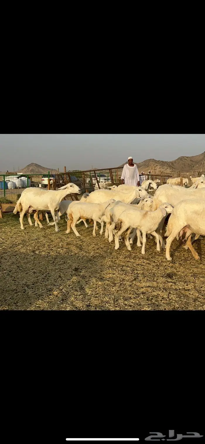 غنم حرش خلفات 5