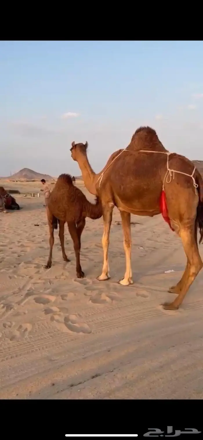 ناقه خلفه ساحليه حمراء كفو حلابه طيبه 2