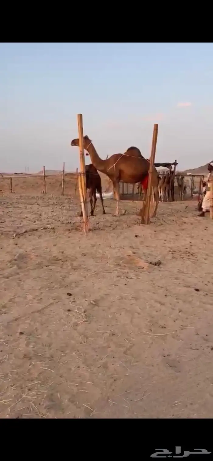 ناقه خلفه ساحليه حمراء كفو حلابه طيبه 3