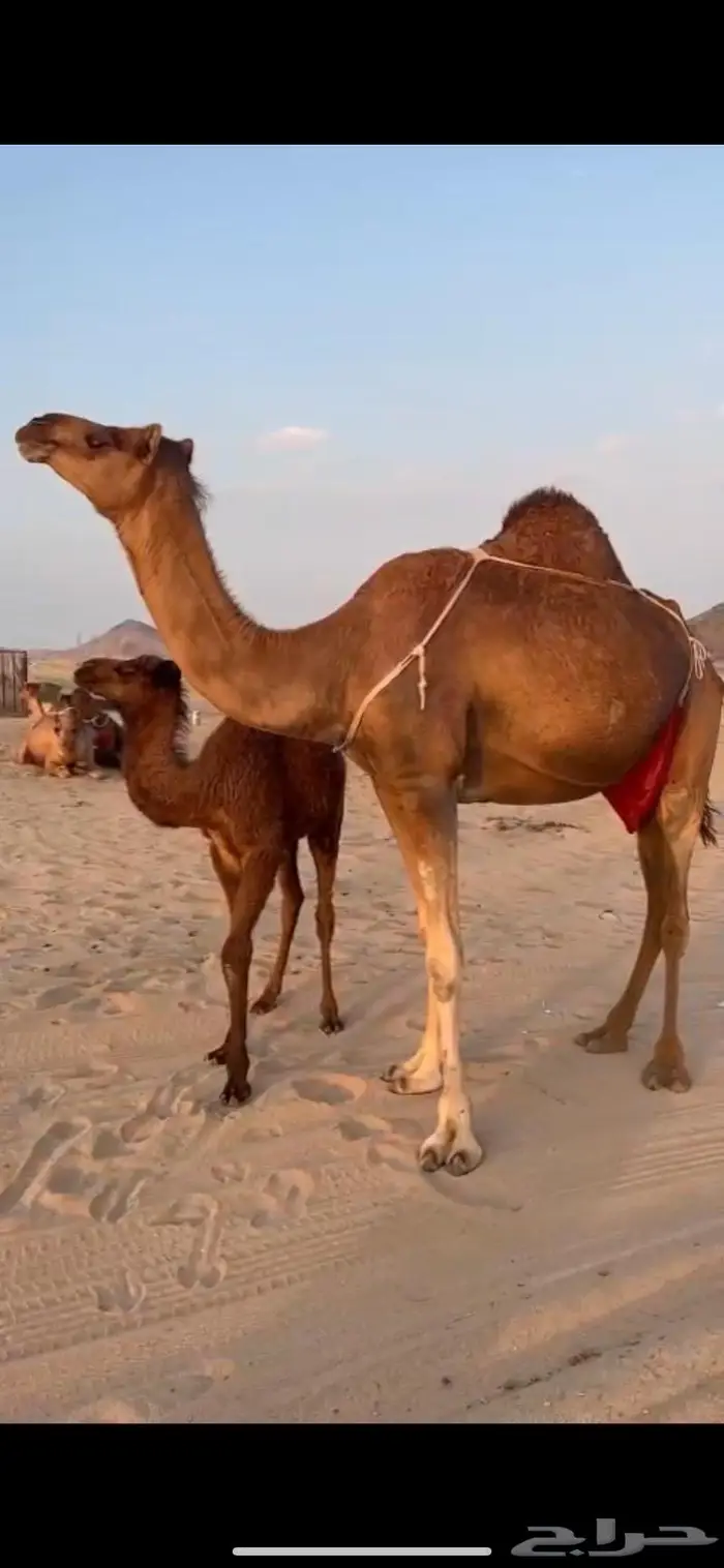 ناقه خلفه ساحليه حمراء كفو حلابه طيبه 4