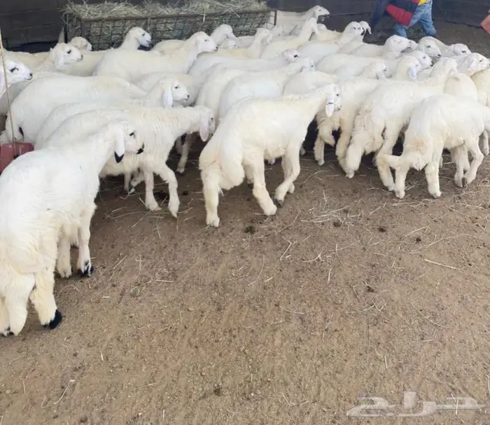 ذبايح للبيع مع الذبح والتوصيل 2