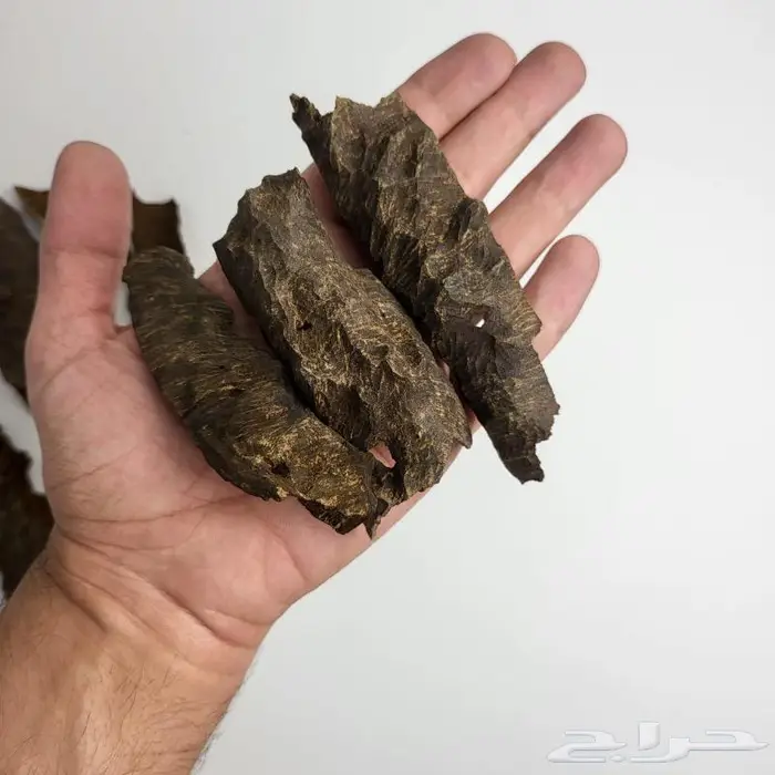 عود بوتان غابات قديم مخزن دبل سوبر من النوادر 3