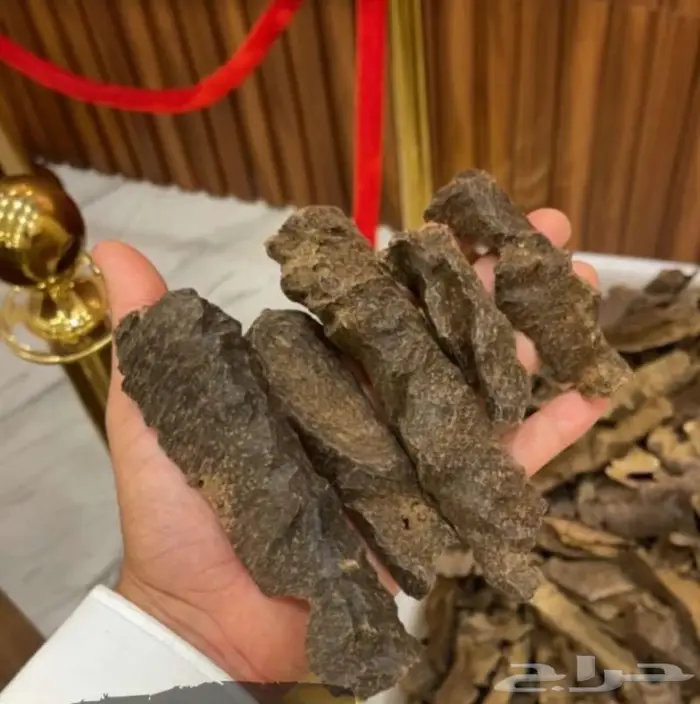 عود بوتان غابات قديم مخزن دبل سوبر من النوادر 0