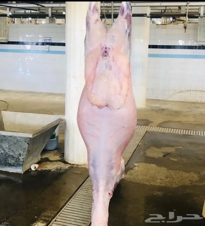 ذبايح للبيع مع الذبح والتوصيل 3