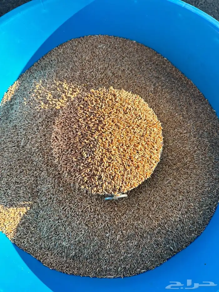 حب بر نوع حنطة بلدي من السودة 1