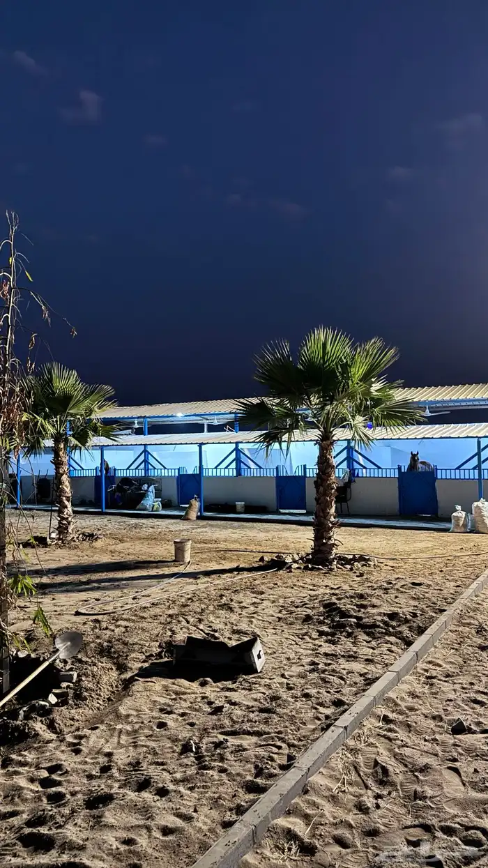 ايواء خيل في جده 2