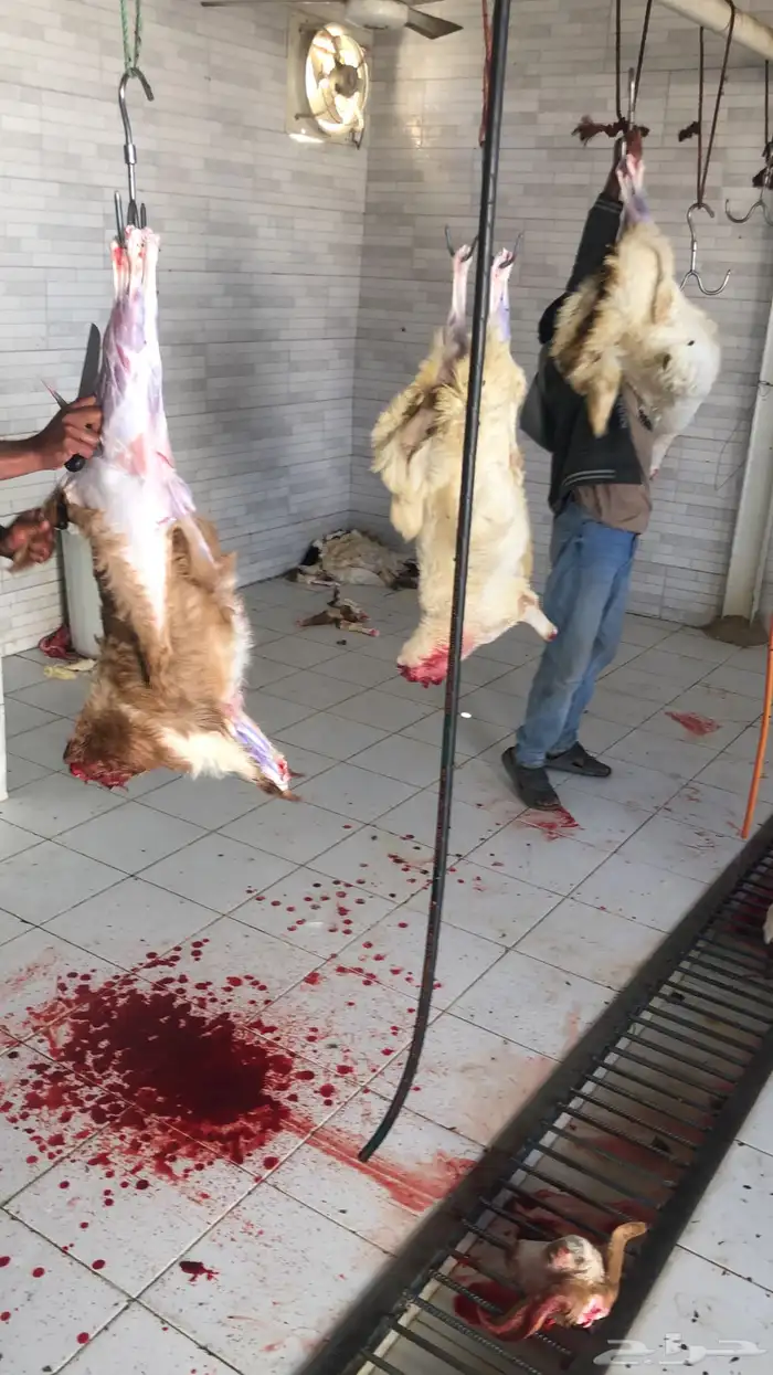 ذبح وتوصيل 8